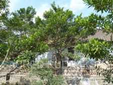 rudraksha tree